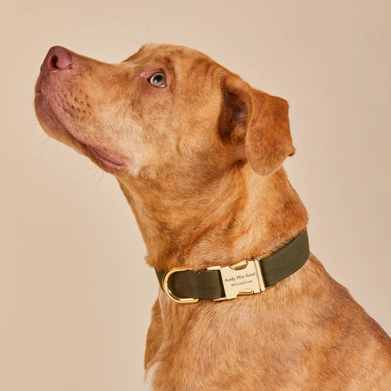 Olive Dog Collar