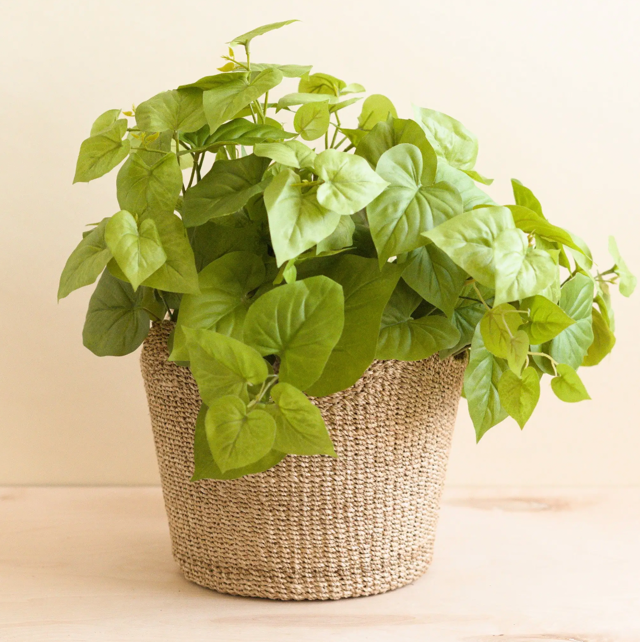 Natural Scallop Basket