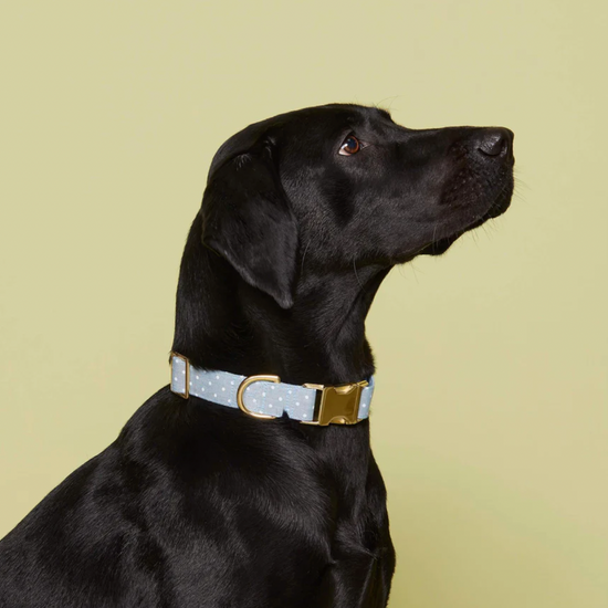 Chambray Dots Dog Collar Medium